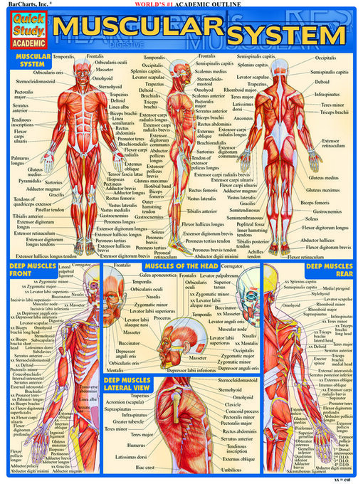 Cover image for Muscular System